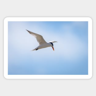 Royal Tern In Flight Sticker